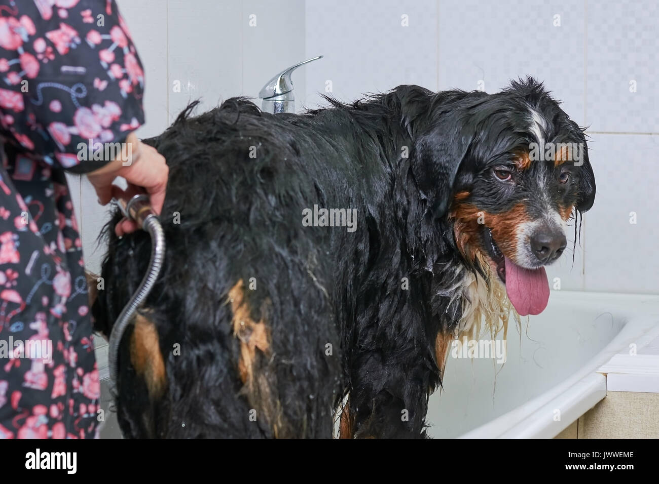 Bernese mountain dog taking bath. Big dog with tongue out Stock Photo