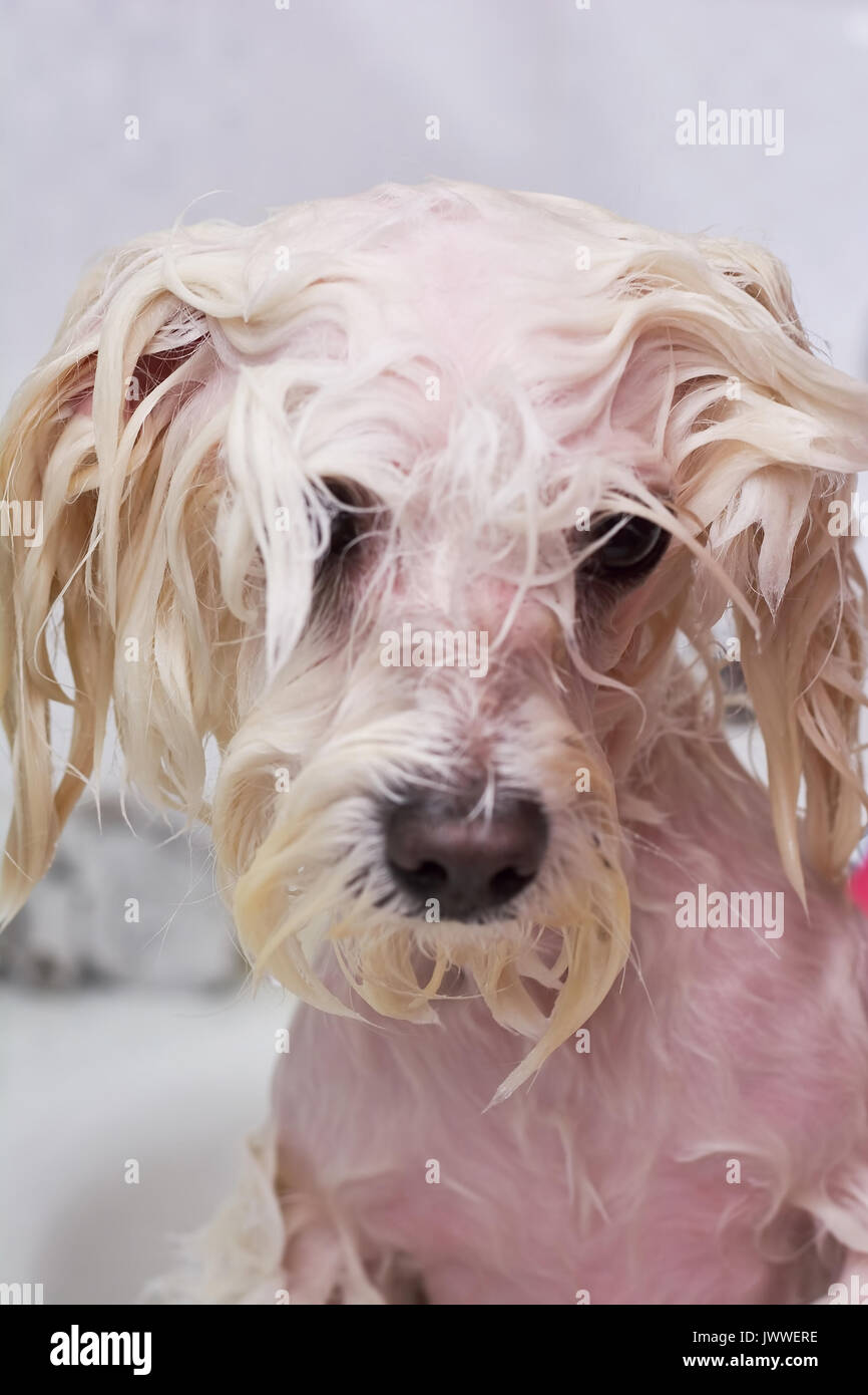 Wet maltese hot sale