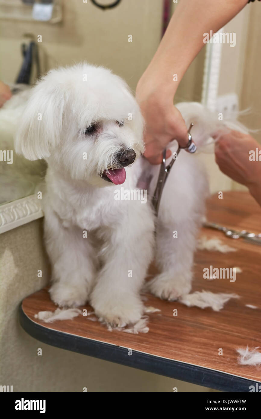 Cute Maltese At The Groomer White Dog Getting Haircut Stock