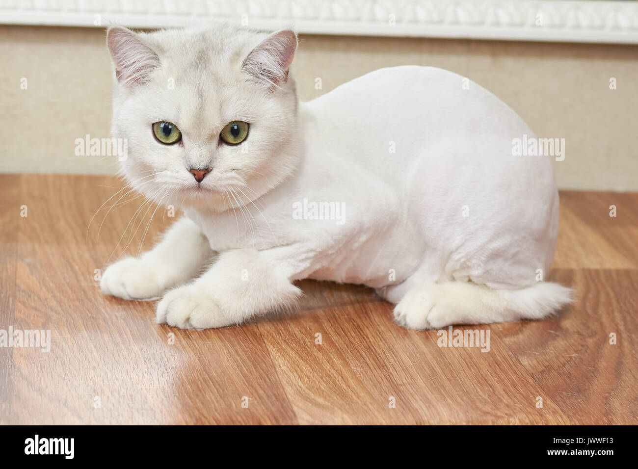 Cat Close Up White British Shorthair Green Eyes Stock Photo