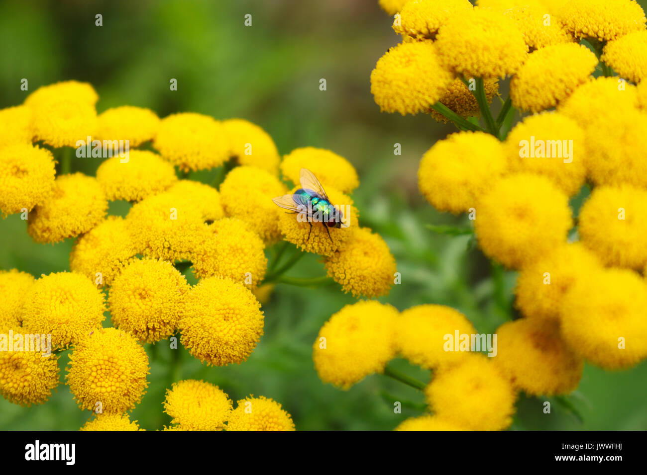 shiny metallic green blow fly sitting on yellow tansy flowers Stock Photo