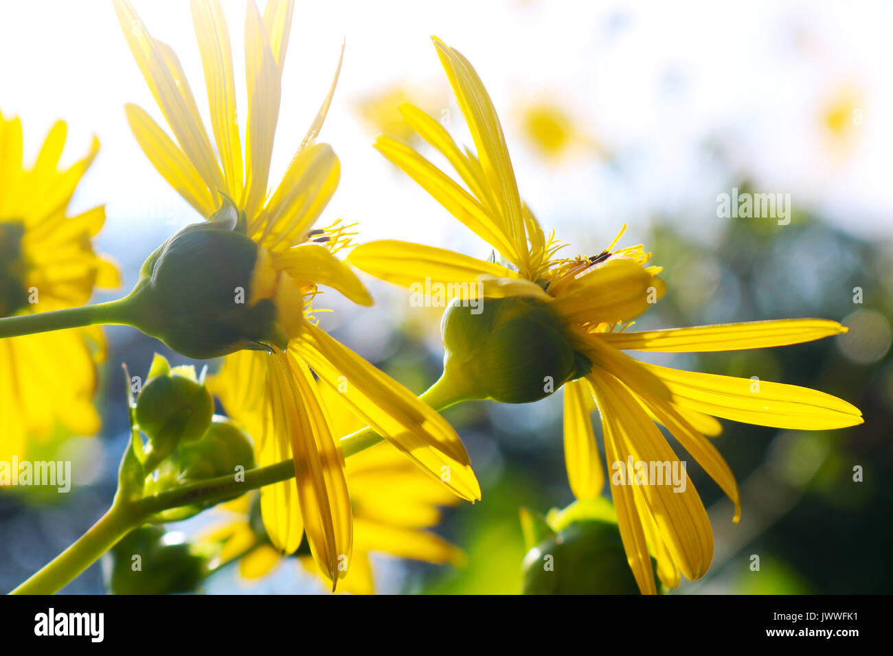 yellow jerusalem artichoke topinambour sunroot flower blossoms in the bright summer sun Stock Photo