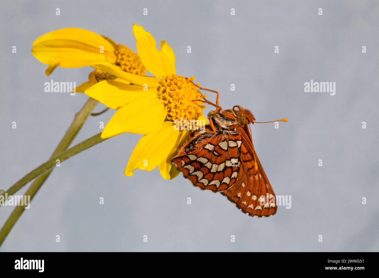 A Hoffmann's checkerspot butterfly at rest on a wildflower in the Oregon Cascade Mountains Stock Photo