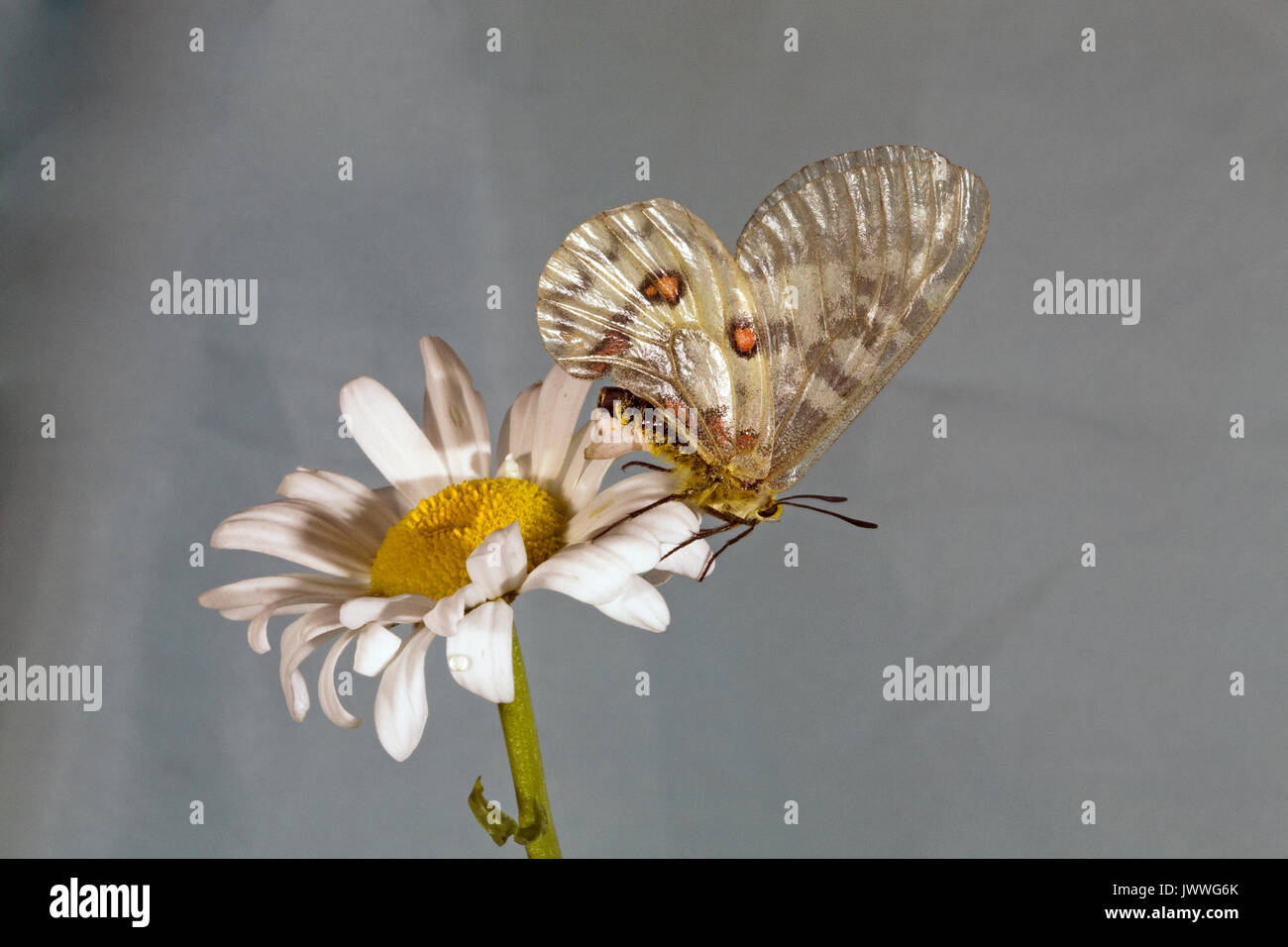 A female Clodius Parnassian butterfly resting on an ox-eye daisy. The whitish structure on her abdomen is a sphragis, a mating plug deposited on her g Stock Photo