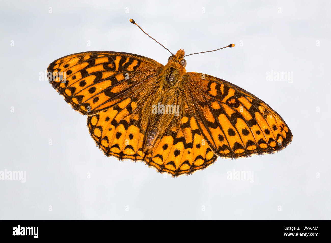 Portrait of a Hydaspe Fritillary Butterfly, in flight, in the Oregon Cascade Mountains. Stock Photo