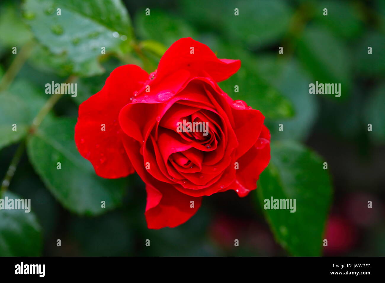 blossoming red colored Roses flowers Stock Photo - Alamy