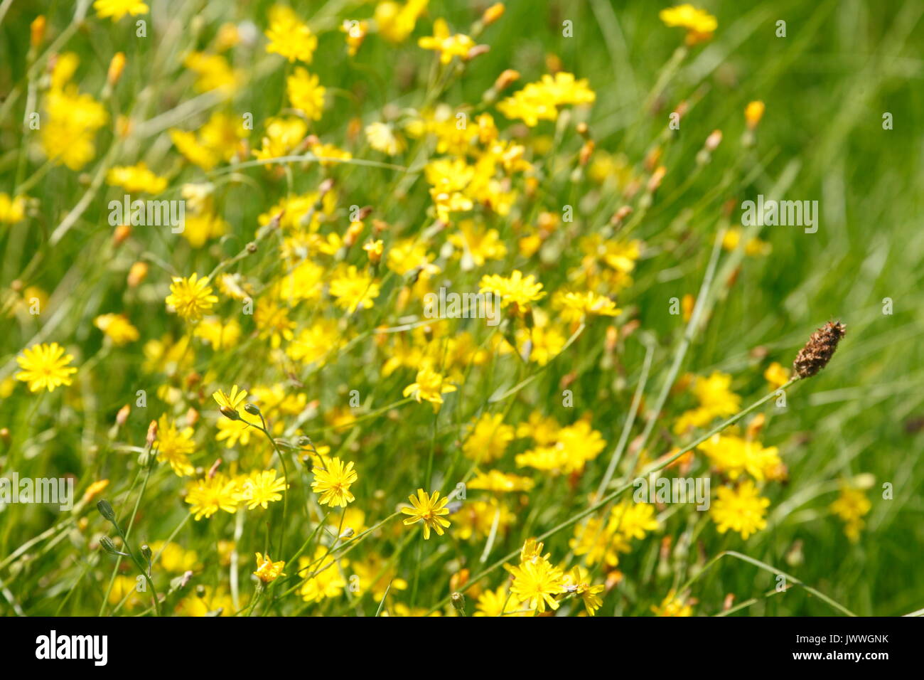 Flower Meadow with yellow blossoming summer flowers Stock Photo Alamy