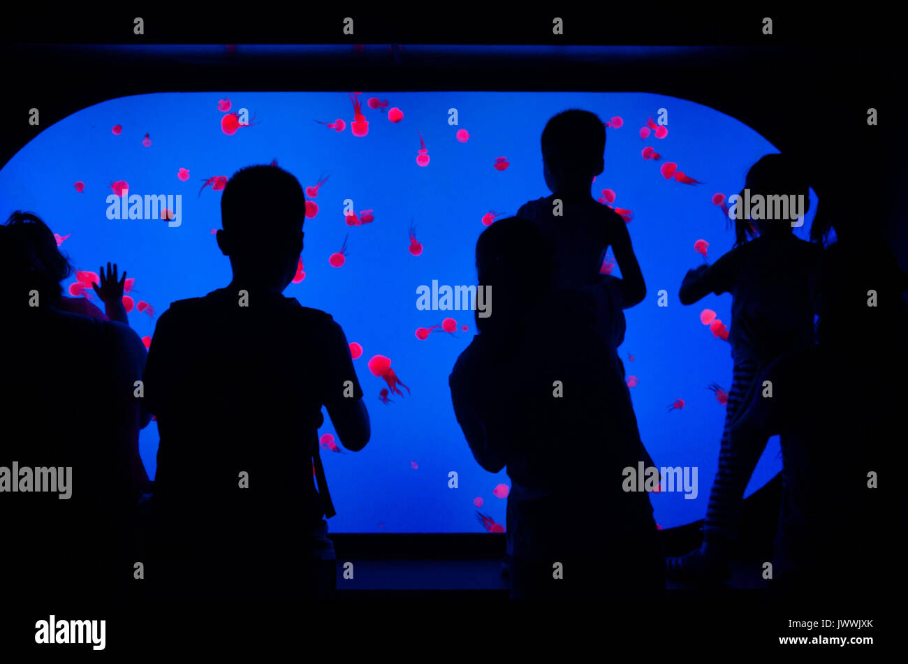 Silhouettes of people looking at a tank of jellyfish in Shanghai Aquarian in China. The tank is back lit with blue lighting. Stock Photo