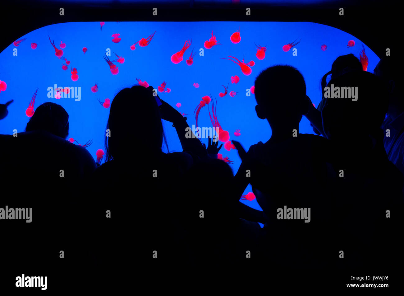Silhouettes of people looking at a tank of jellyfish in Shanghai Aquarian in China. The tank is back lit with blue lighting. Stock Photo