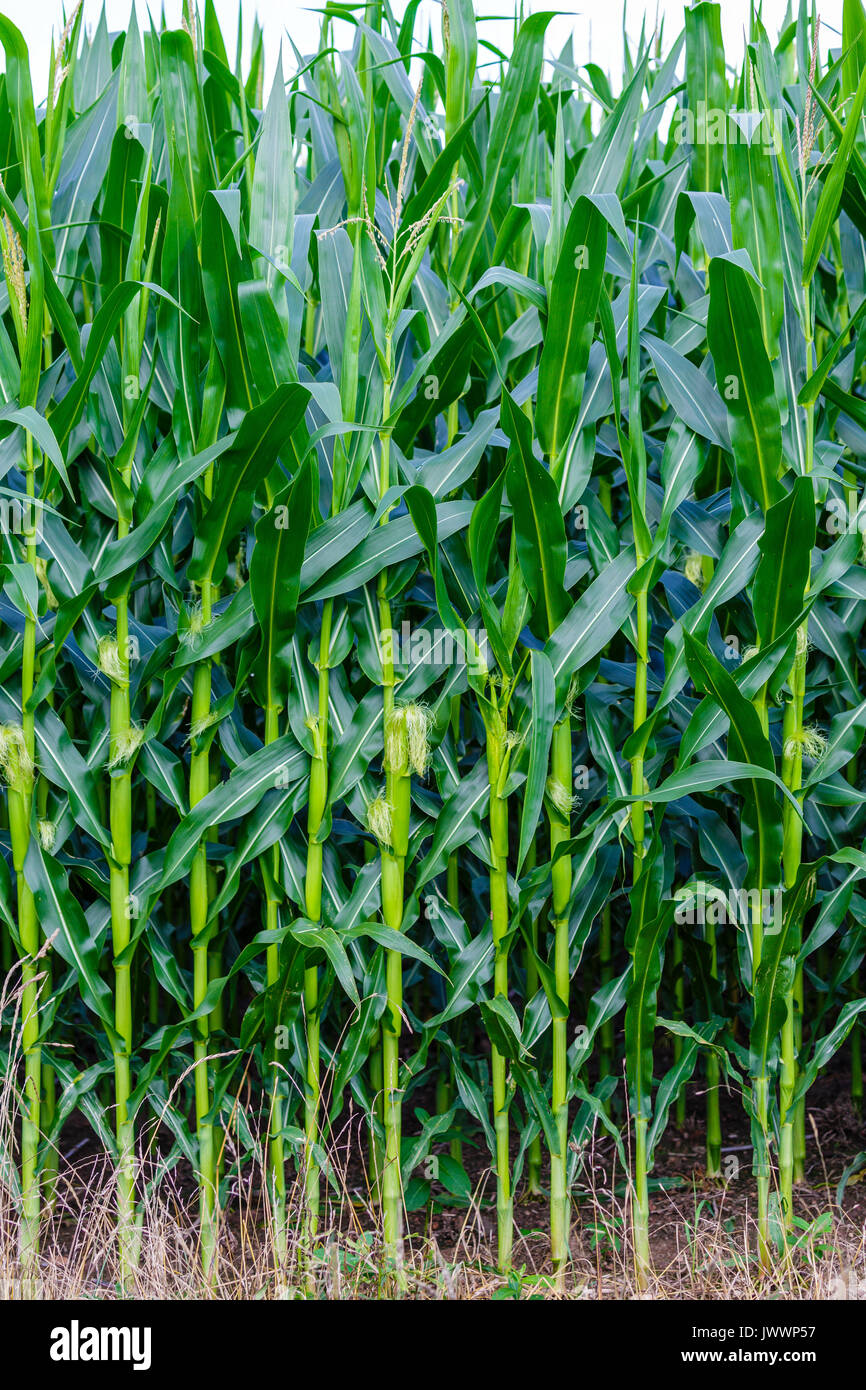 Close up of corn rows in a Wisconsin farmers field in July Stock Photo