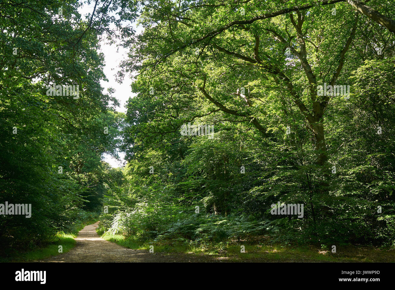 Epping Forest. near Loughton, Essex UK, in summertime Stock Photo