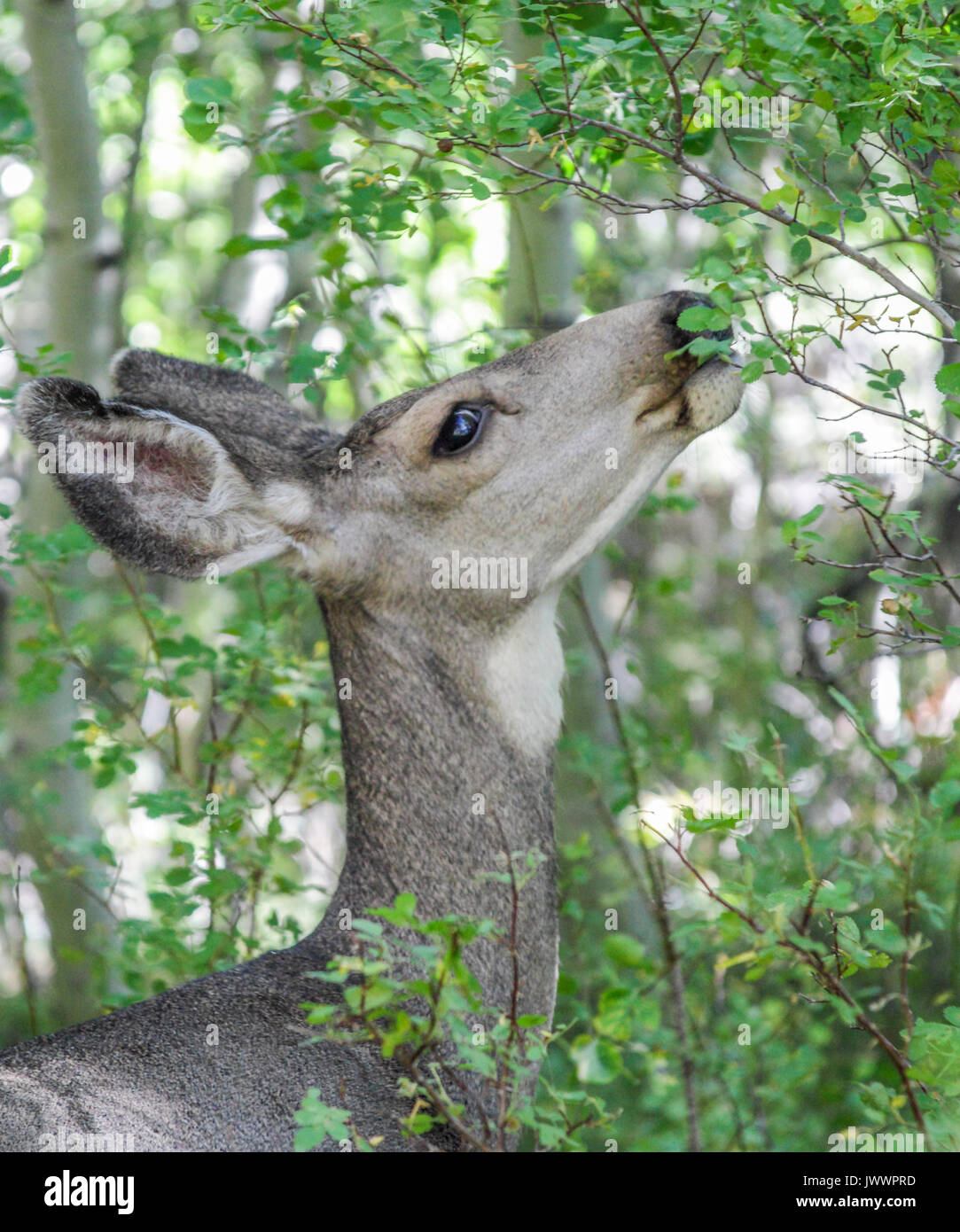 Deer by Silver Lake in June Lake, California Stock Photo