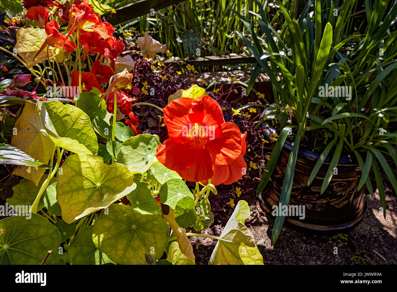 Nasturtiums in sunlight Stock Photo