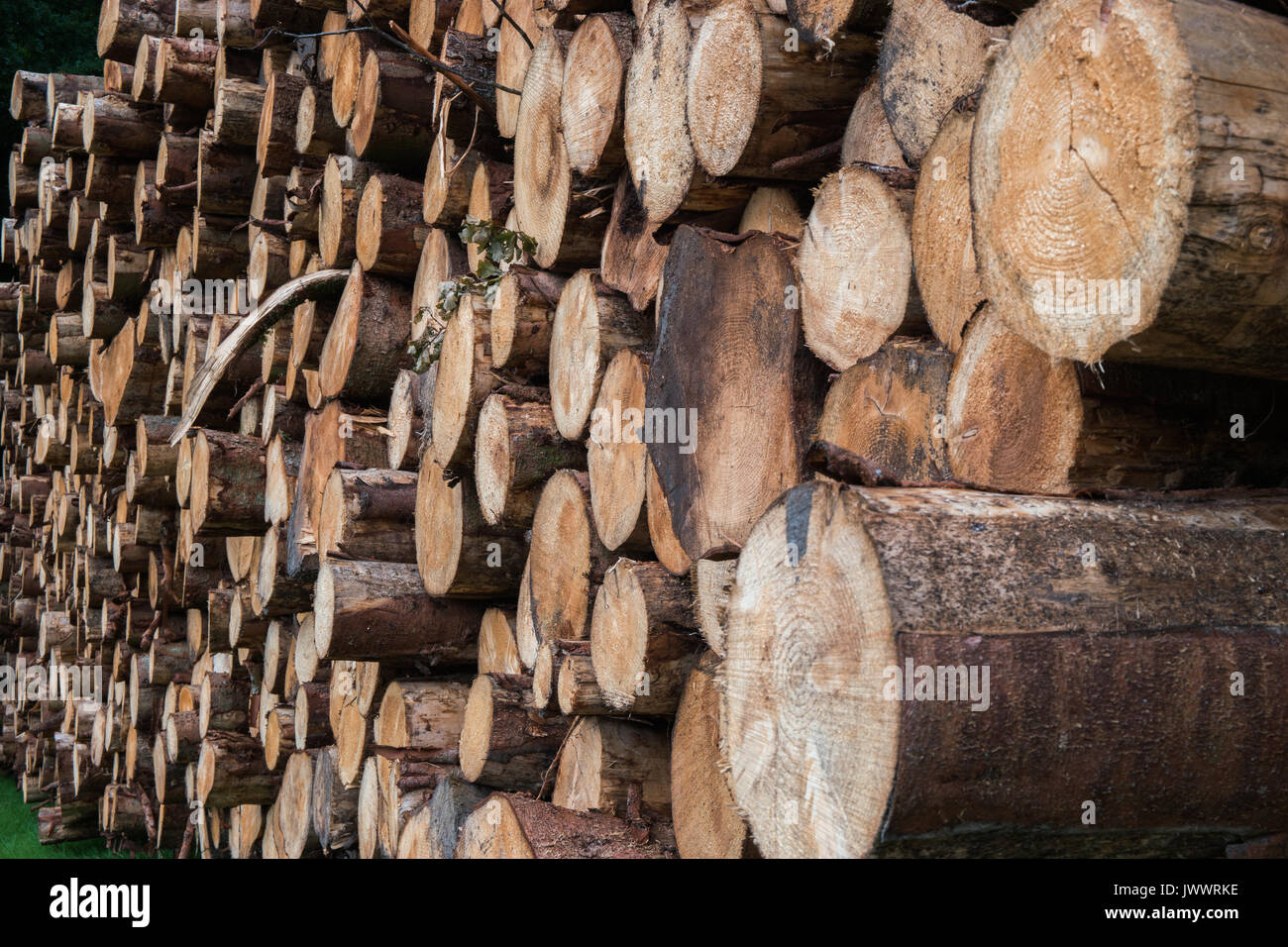 Harvest logs hi-res stock photography and images - Alamy