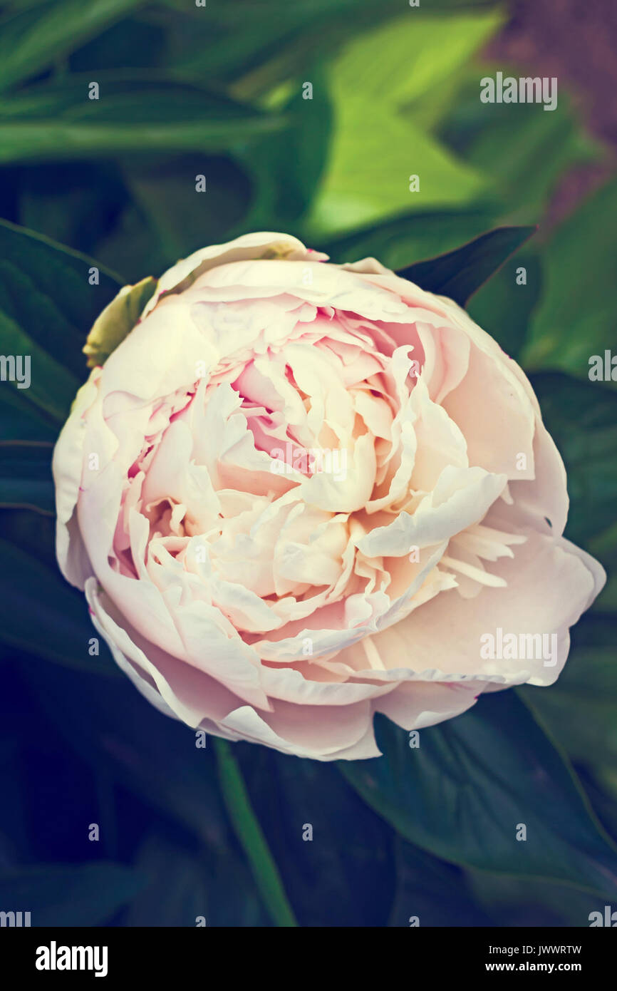 Top view of a blooming peony in the garden Stock Photo