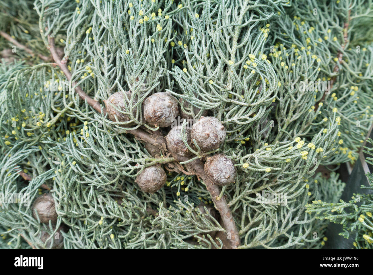 Arizona cypress (Cupressus arizonica 'Glauca') Stock Photo