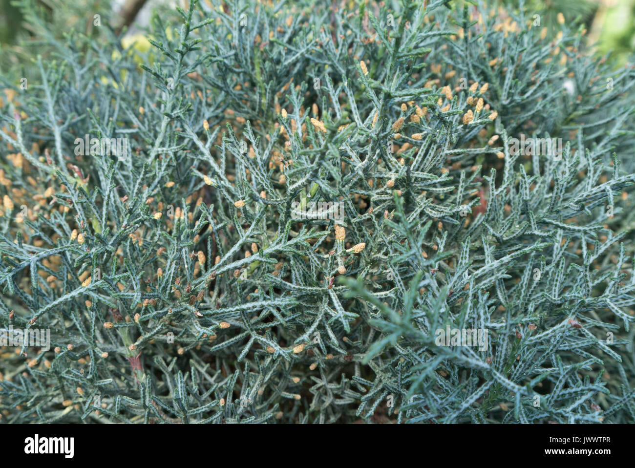 Arizona cypress (Cupressus arizonica 'Fastigiata') Stock Photo