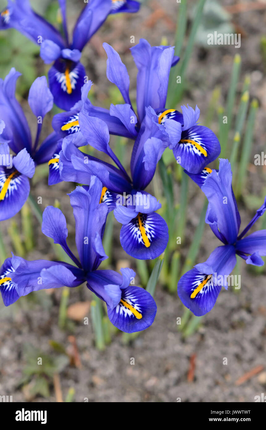Dwarf iris (Iris reticulata 'Harmony') Stock Photo