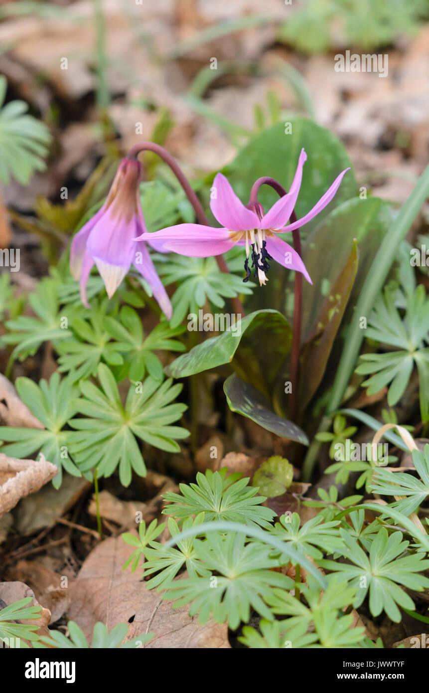 Dog's tooth violet (Erythronium dens-canis) Stock Photo