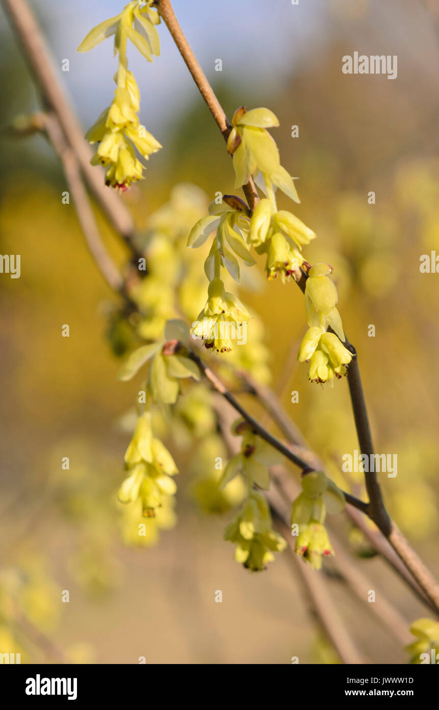 Spike winter hazel (Corylopsis spicata) Stock Photo