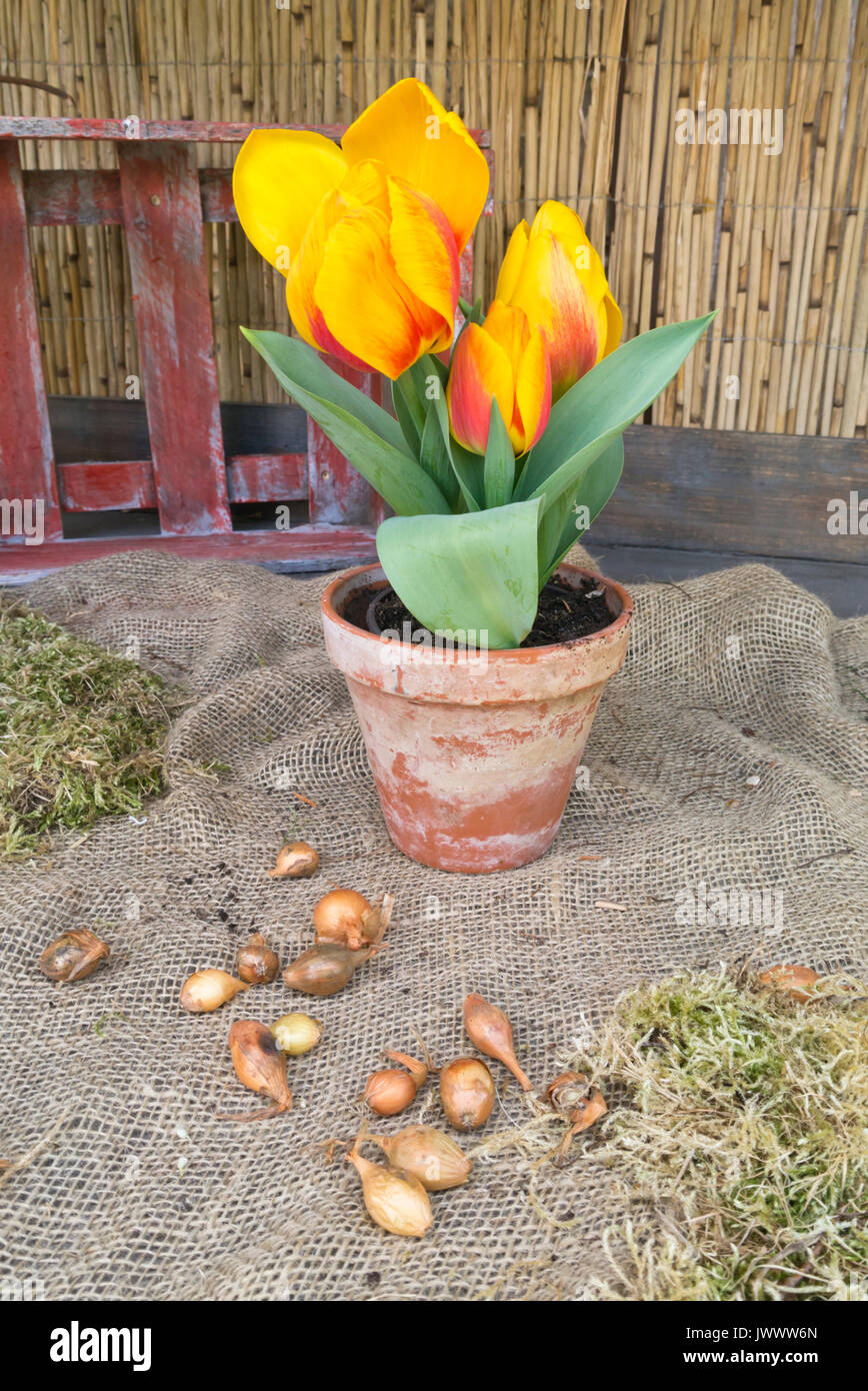 Single early tulip (Tulipa Flair) in a flower pot Stock Photo