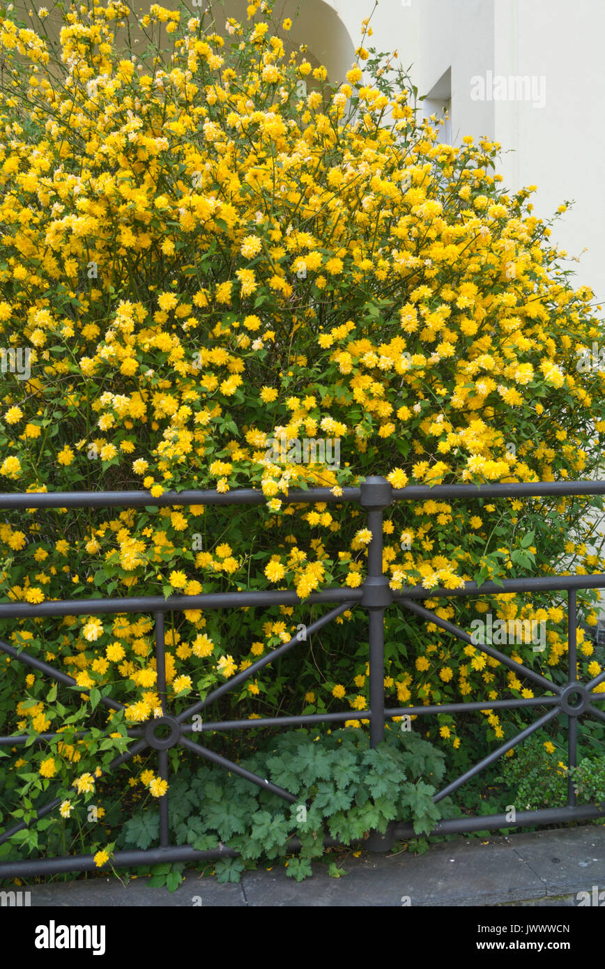 Japanese rose (Kerria japonica 'Pleniflora') Stock Photo