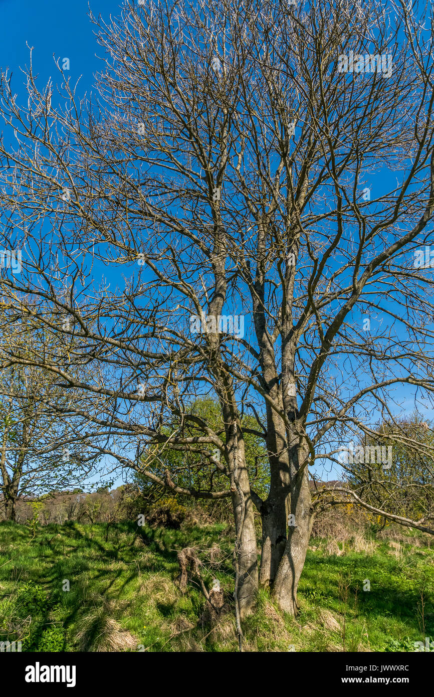 Common ash tree in winter Stock Photo Alamy