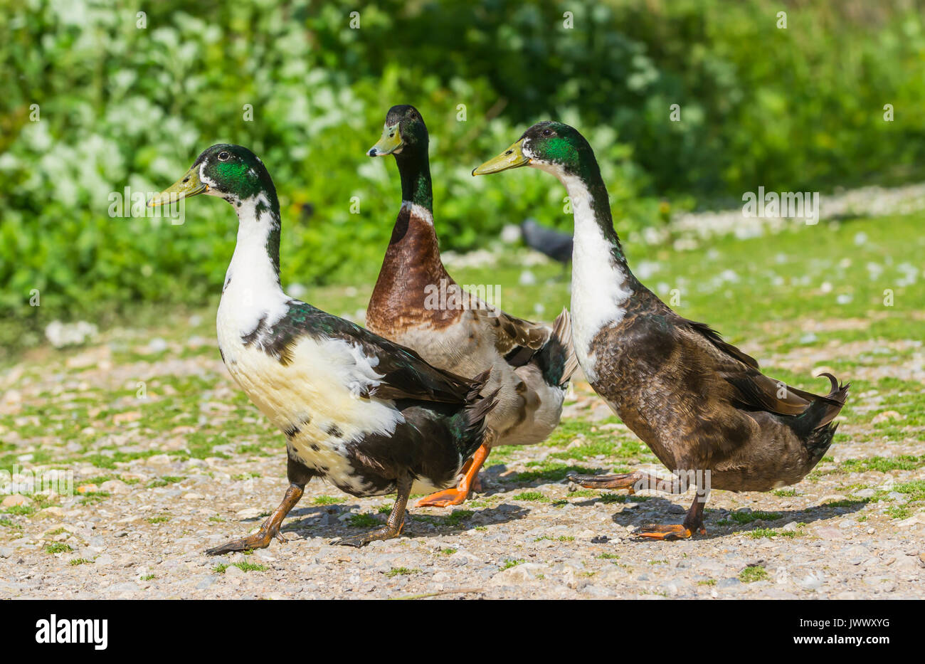 Domesticated Ducks (Anas platyrhynchos domesticus), possibly Mallard hybrids, walking upright on land in West Sussex, England, UK. Stock Photo
