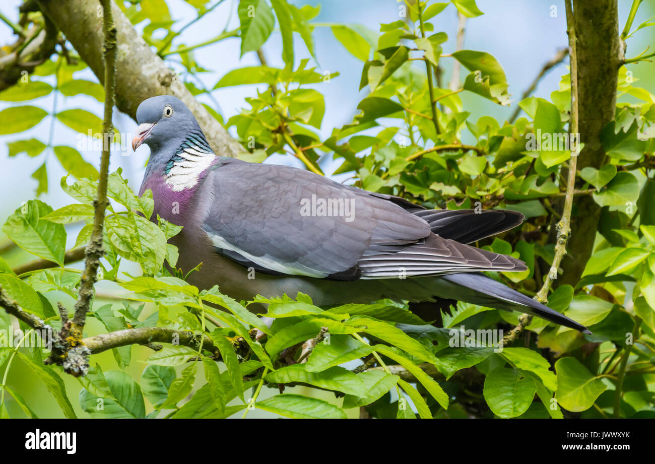 Common Woodpigeon (Columba palumbus) perched in a tree in the UK. Stock Photo