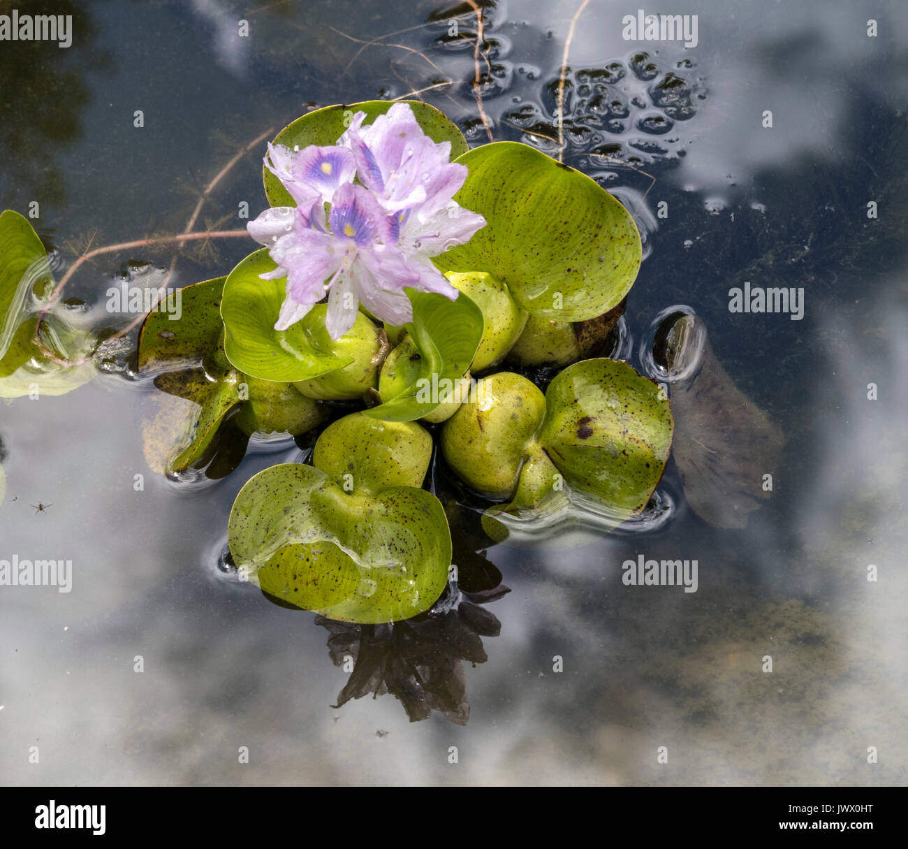 Common water hyacinth flowering in a garden pond in Devon. Eichhornia crassipes Stock Photo