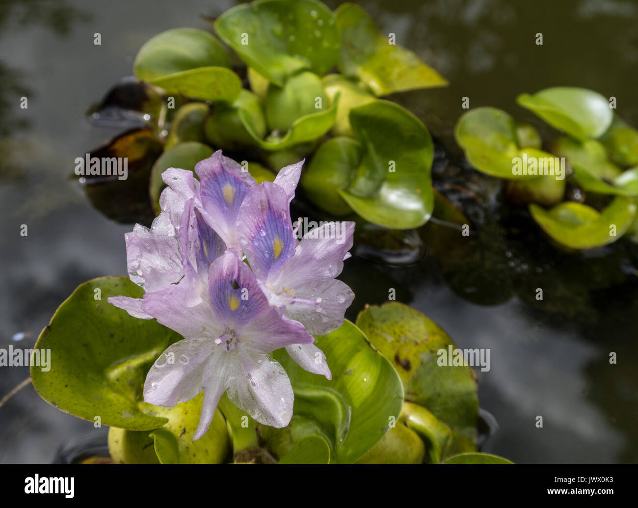 Common water hyacinth flowering in a garden pond in Devon. Eichhornia crassipes Stock Photo