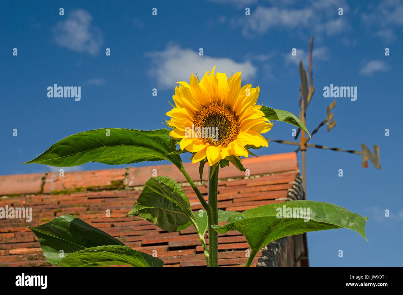 sunflower blue sky Stock Photo