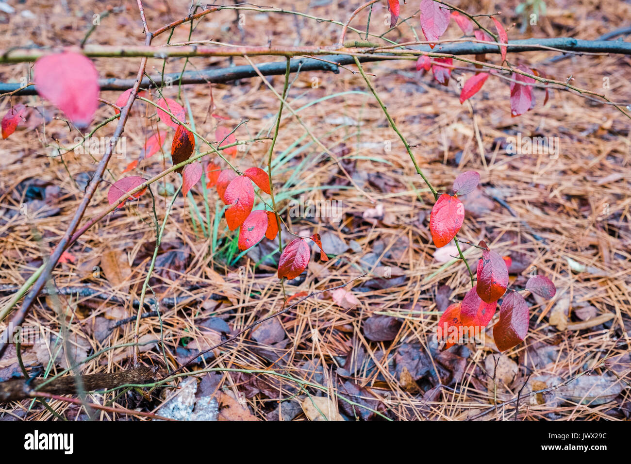 A variety of low growing forest floor plants changing color during autumn season. Stock Photo