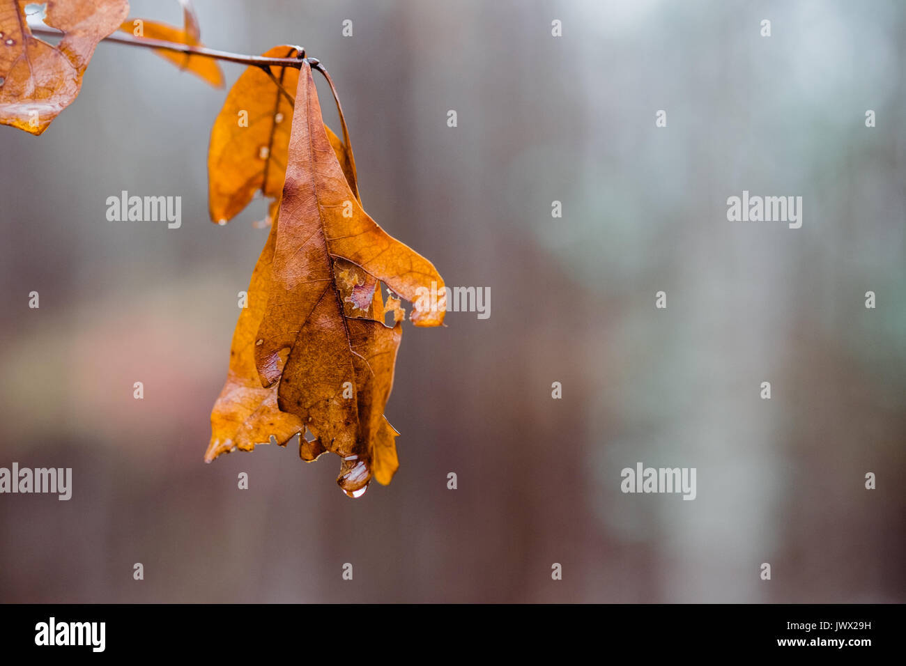 A hanging orange oak leaf with a single drop of water at the tip, after an autumn rain. The leaf is isolated in the foreground. Stock Photo