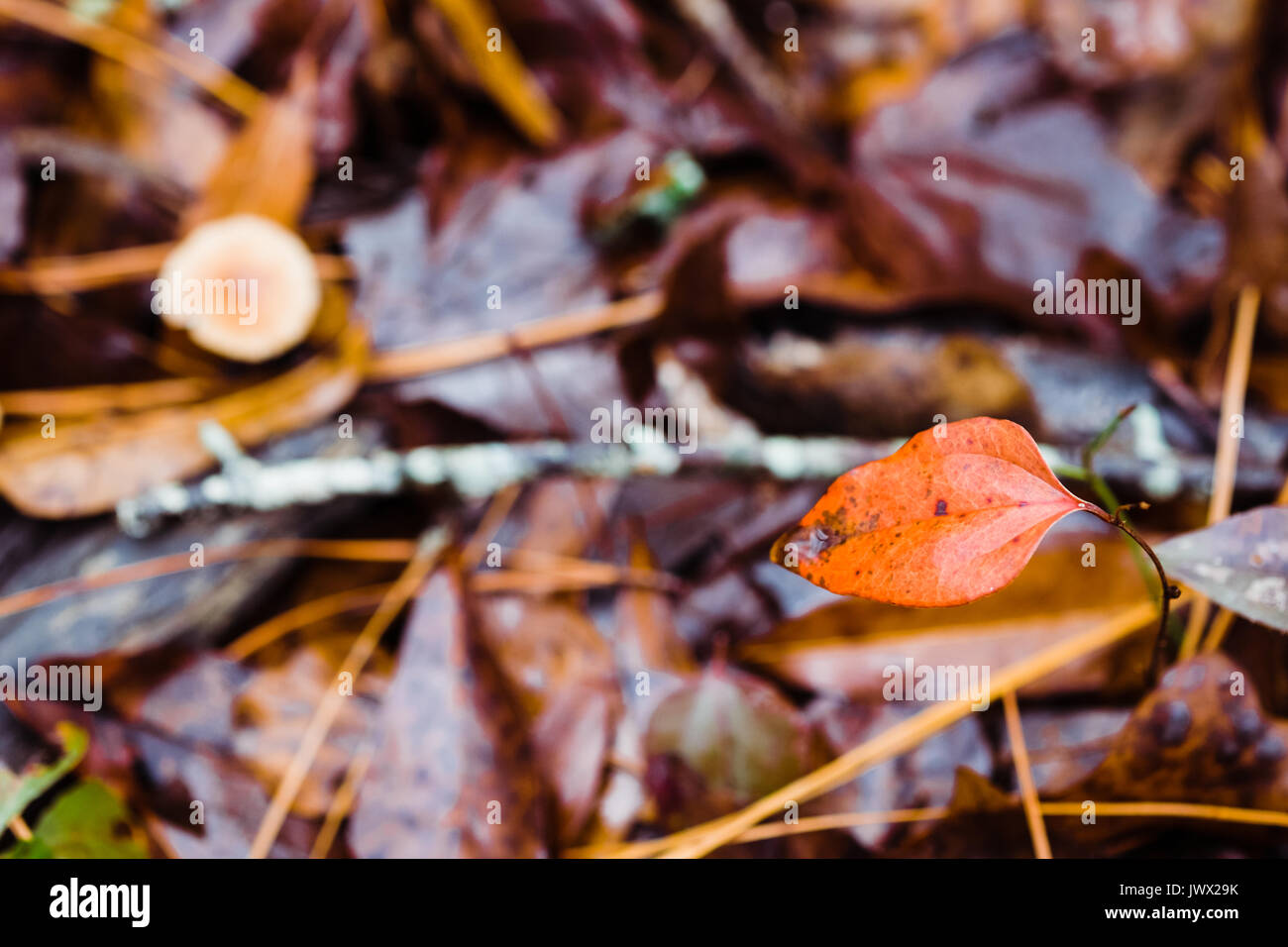 Shallow depth of field with focus on a turning leaf on the forest floor after an autumn rain. Fallen dead leaves are out of focus in the background. Stock Photo