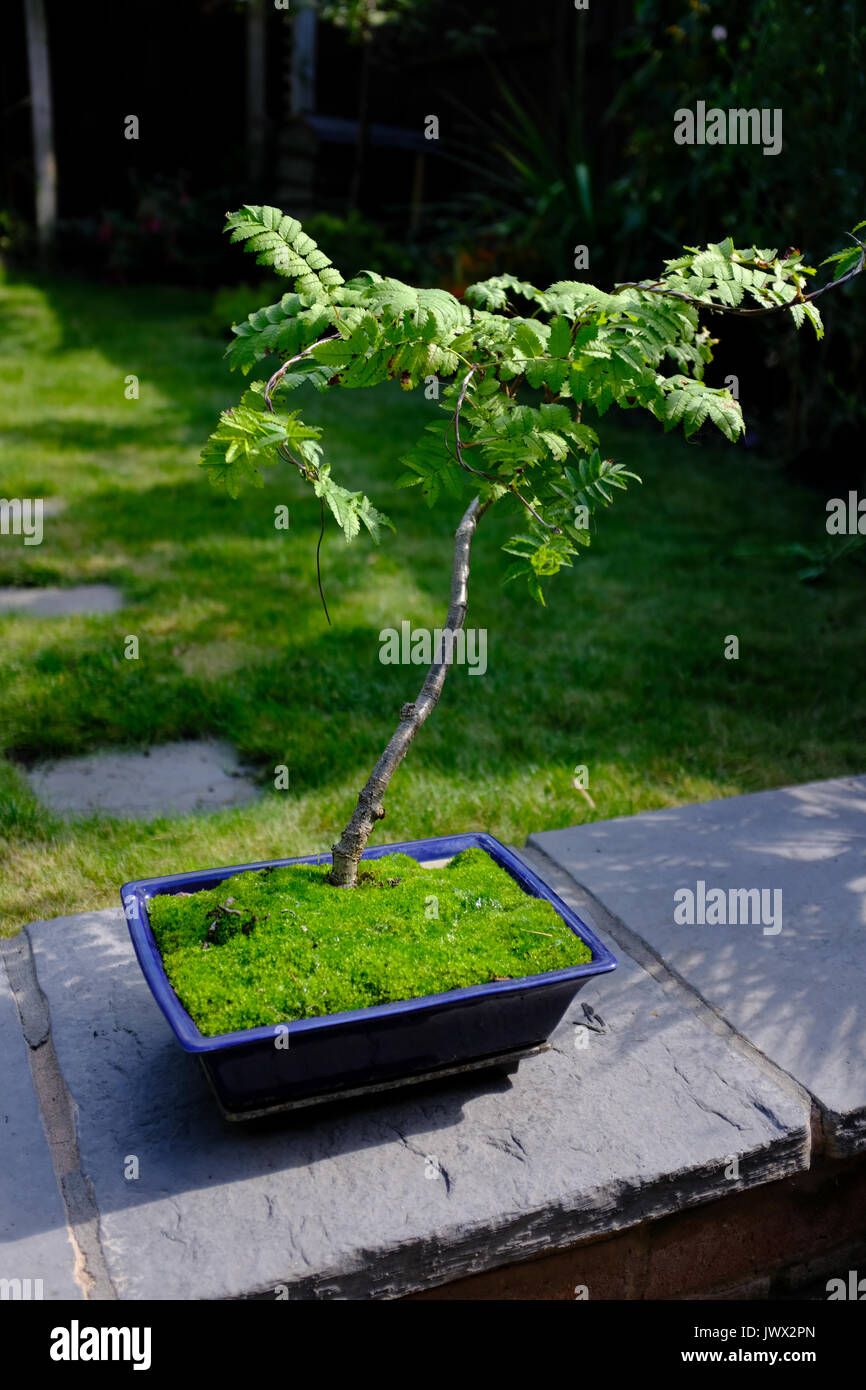 Bonsai Rowan tree in a blue pot Stock Photo - Alamy