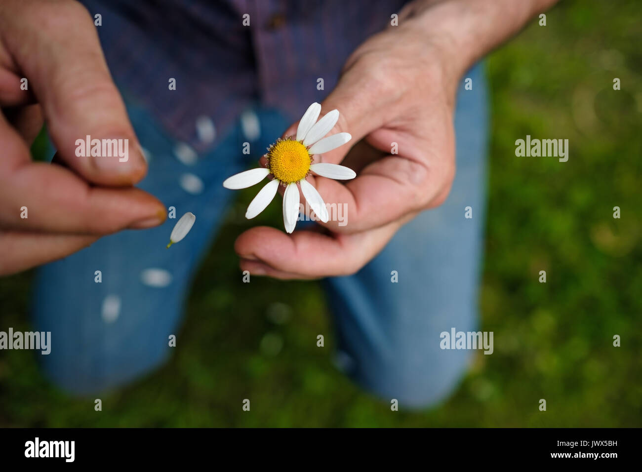 The man guesses on a chamomile on nature in summer. Stock Photo