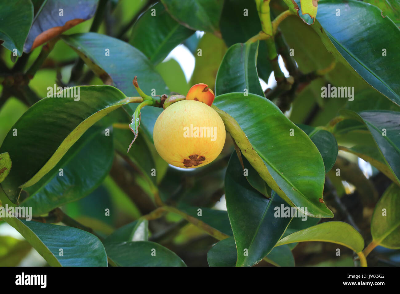 Bright yellow unripe Mangosteen fruit amongst dark green leaves on the