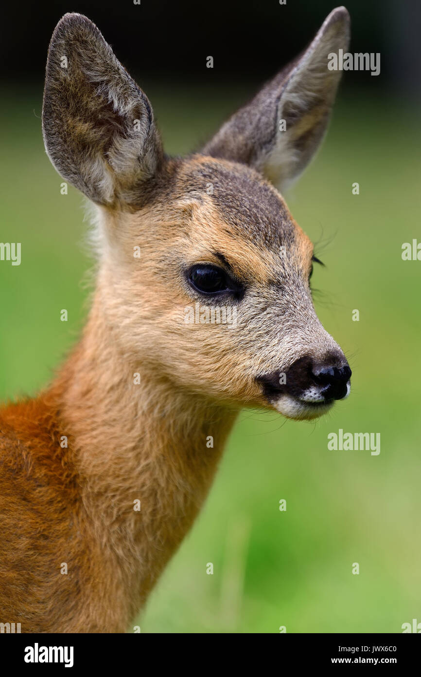 Baby roe deer on green summer meadow Stock Photo