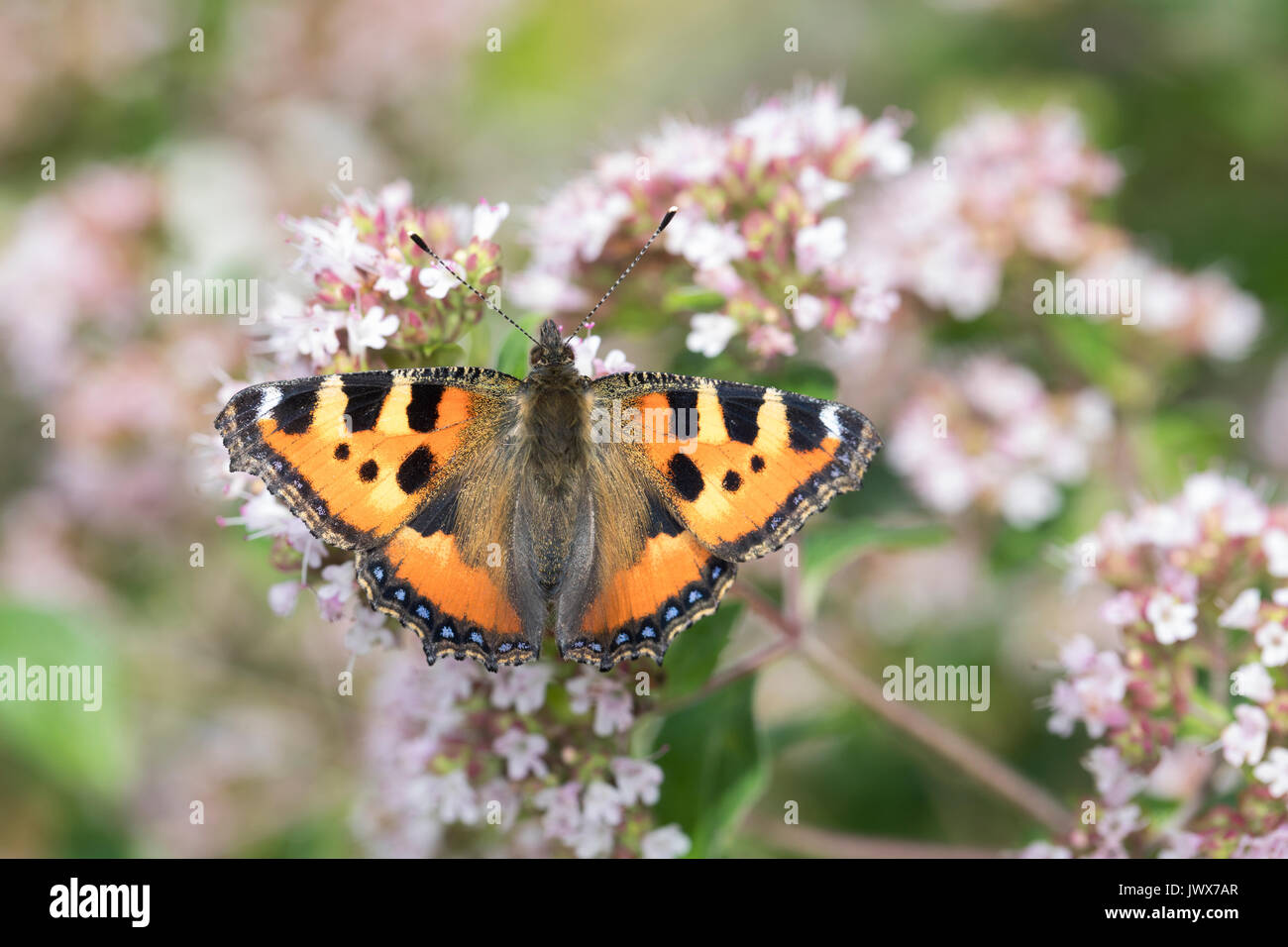 Kleiner Fuchs, Aglais urticae, Nymphalis urticae, small tortoiseshell, La Petite Tortue, Vanesse de l'ortie Stock Photo