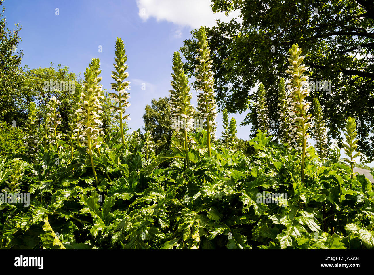 Tall Acanthus Spinosus flowering plants in a mixed border of a garden. Stock Photo