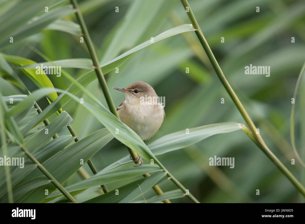 Reed Warbler in summer reed bed,August 2017 Stock Photo - Alamy