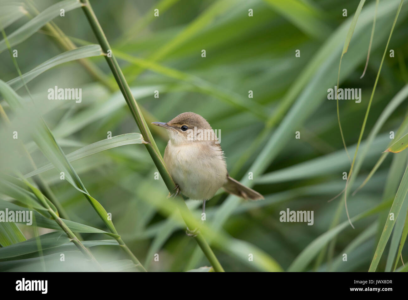 Reed Warbler in summer reed bed,August 2017 Stock Photo Alamy
