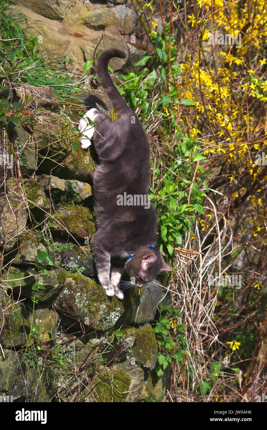 cat climbing down