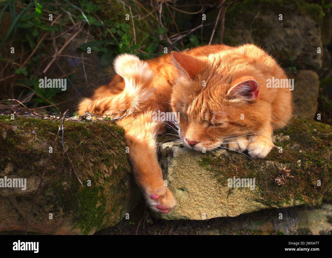 Ginger cat sleeping on stone wall Stock Photo - Alamy