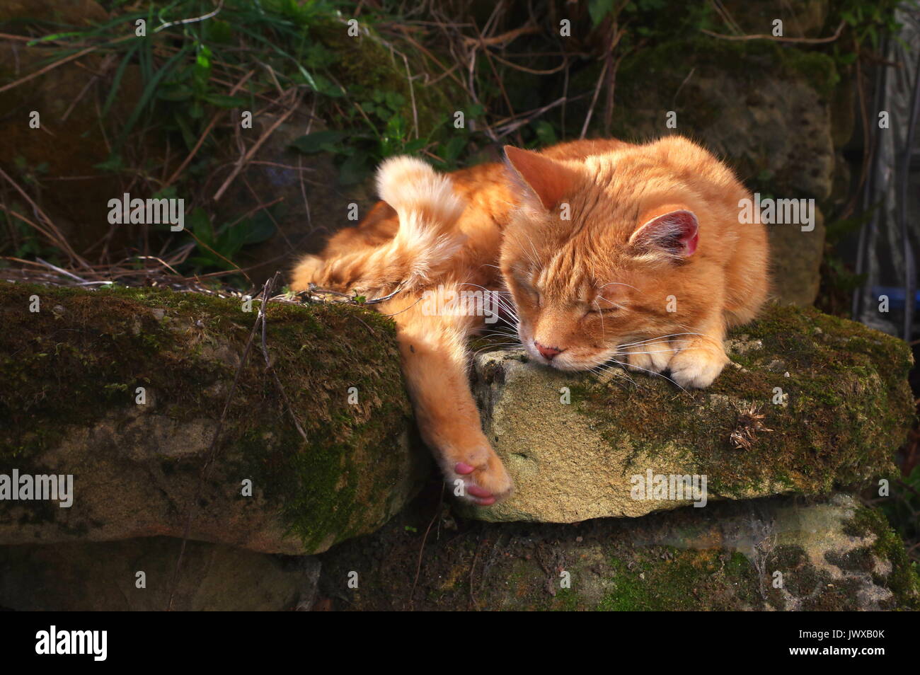 Ginger cat sleeping on stone wall Stock Photo - Alamy