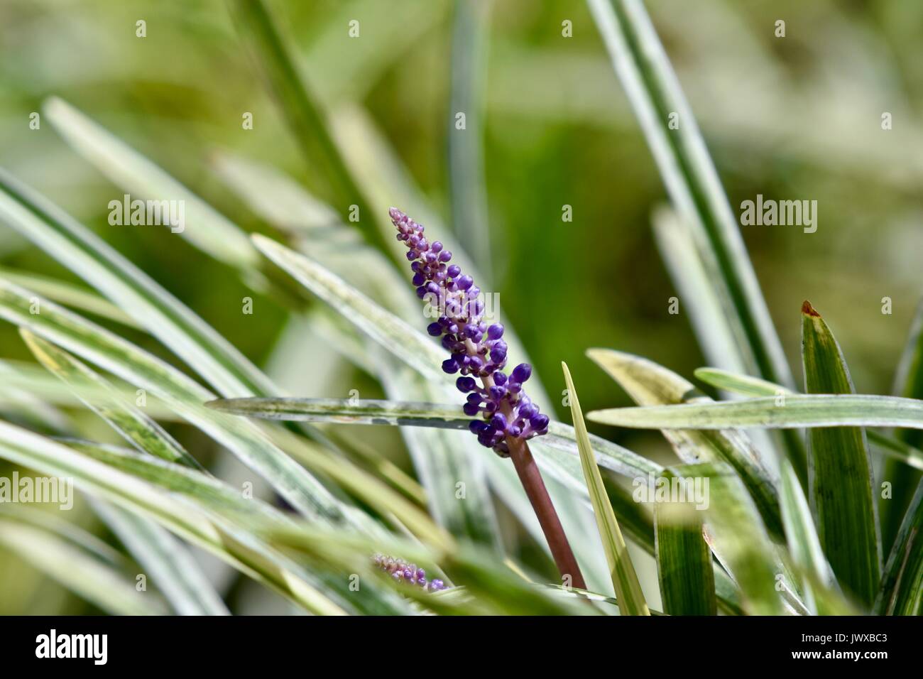 Grass purple hi-res stock photography and images - Alamy