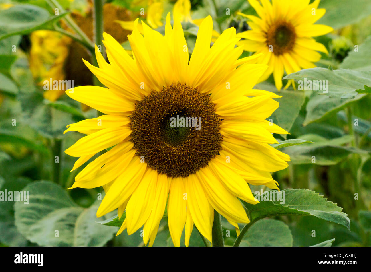 Sunflower on field hi-res stock photography and images - Alamy