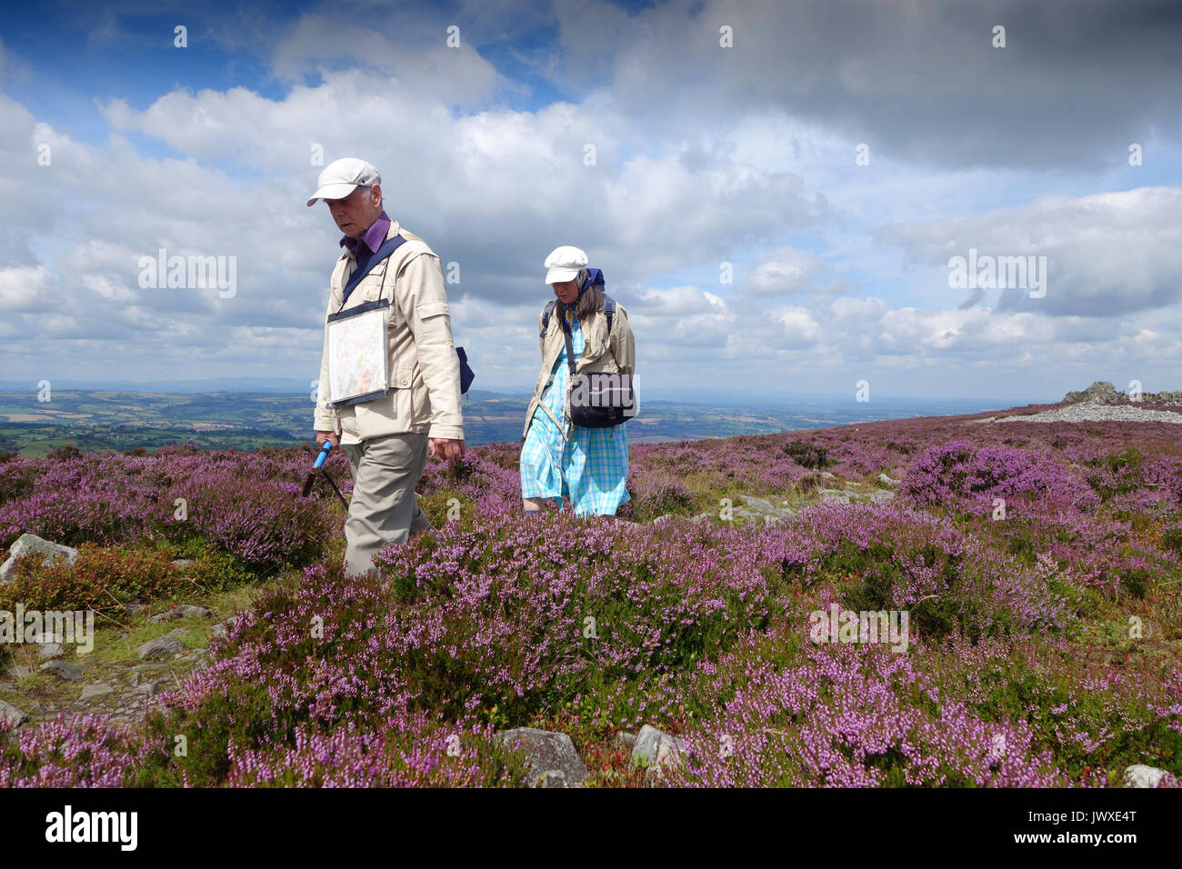 A couple walking through the Purple Heather flowering on the Stiperstones hill in Shropshire England Uk Stock Photo