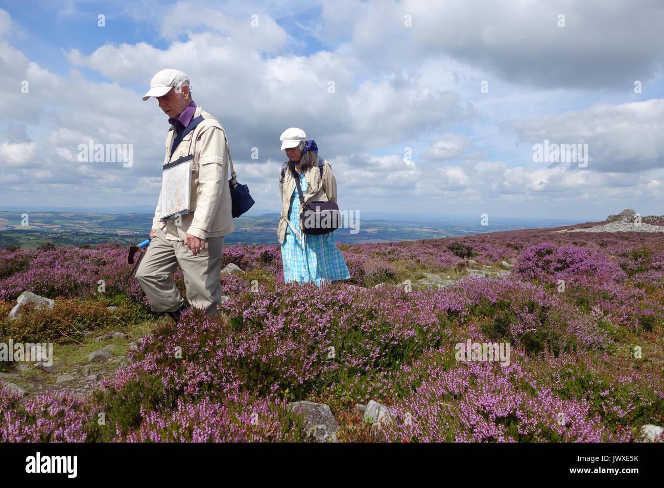 A couple walking through the Purple Heather flowering on the Stiperstones hill in Shropshire England Uk Stock Photo